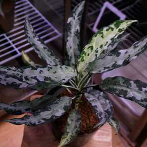 アグラオネマ ピクタム Kashyyyk キャッシーク LA便 増殖株 オマケ付 Aglaonema pictumの画像1