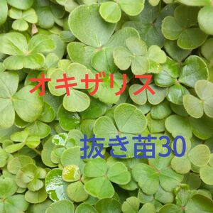 オキザリス　抜き苗　30本