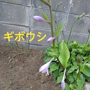 ギボウシ　　抜き苗4芽