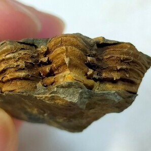 福地 グラビカリメネ ヤヤコシイ 尾部 ⑨ 三葉虫の画像5