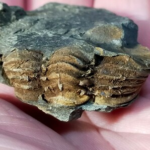 福地 グラビカリメネ ヤヤコシイ 尾部 ⑨ 三葉虫の画像3