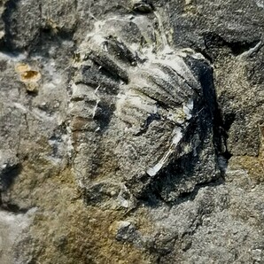 福地 プロエタス・フクジエンシス 尾部 ④ 三葉虫の画像3