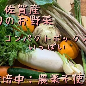 野菜詰め合わせ＊旬のお野菜・