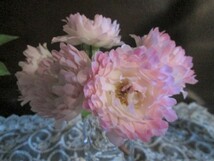 ★シーアネモネ（Sea Anemone）ユニークなバラ(*^-^*)薔薇なの？？？_画像5