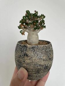 アデニウム　アリビカム　葉巻　獅子葉　ドーセットホーン　コーデックス　多肉植物　陶器鉢