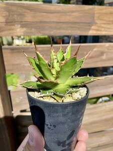 Agave horrida ssp. horrida ②アガベ ホリダ チタノタ オテロイ 検索: コーデックス 塊根 マンガベ パキポディウム パキプス ホリダス