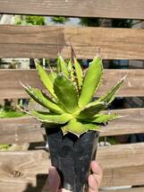 Agave horrida ssp. horrida ②アガベ ホリダ チタノタ オテロイ 検索: コーデックス 塊根 マンガベ パキポディウム パキプス ホリダス_画像1