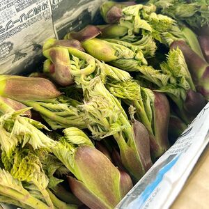 信州の春の味わい　山菜　天然物　長野県産　タラの芽　約900g 常温配送