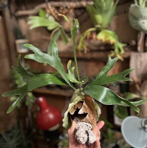  staghorn fern Platycerium Platycerium bi full katsumbifurcatum majusmajus postage included 