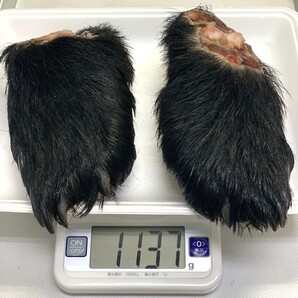 【ジビエ】ツキノワグマ 熊の手足 大きい ２個 計１１３７ｇ 鮮度＆品質最高の画像2