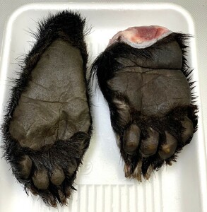 【ジビエ】ツキノワグマ　熊の手足　２個　計８１７ｇ　鮮度＆品質最高