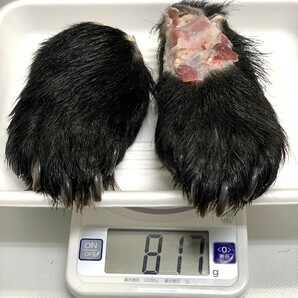 【ジビエ】ツキノワグマ 熊の手足 ２個 計８１７ｇ 鮮度＆品質最高の画像2