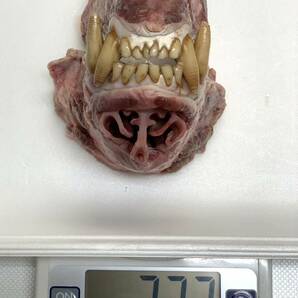 【ジビエ】ツキノワグマ 頭骨前部 １個 ３３２ｇ 鮮度最高 食用可の画像2