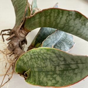 値下げしました！ サンスベリア・キルキー・シルバーブルー  多肉植物 サンセベリア の画像8