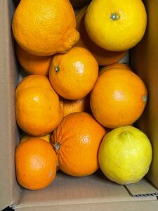 柑橘バラェティ　3キロ 