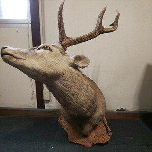 鹿の剥製 大サイズ ハンティングワールドトロフィー 壁掛け オブジェ 格安売り切りスタートsの画像3