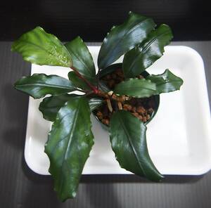 Bucephalandra sp. Nanga taman Kab.Sekadau TB便 ブセファランドラ