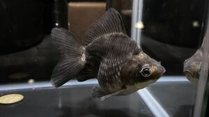 【アクアヒーリング　プレアデス】　金魚　インドネシア産　ショートテール琉金　ダルマ琉金　墨銀鱗　