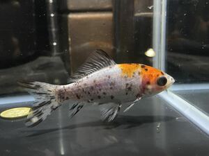 [ aqua исцеление p редкость tes] золотая рыбка изменение Japanese wakin kya Rico Japanese wakin 18