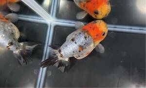 【アクアヒーリング　プレアデス】　金魚　加藤養魚場産　江戸錦　3歳　3