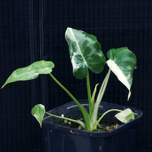 【温室整理SALE】クワズイモ斑入り Alocasia odora variegated ∂∂∂