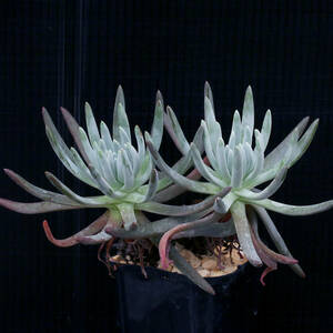 【温室整理SALE】ダドレヤ・ヴィレンス ハッセイ Dudleya virens ssp. hassei ∂∂∂