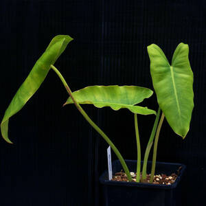 【温室整理SALE】フィロデンドロン・バールマルクシー Philodendron burle-marxii ∂∂∂