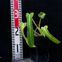 【温室整理SALE】フィロデンドロン・ビペンニフォリウム Philodendron bipennifolium ∂∂∂_画像3