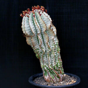 【温室整理SALE】ユーフォルビア・ホリダ 白ホリダ大株 Euphorbia horrida ∂∂∂