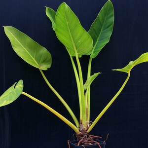 【温室整理SALE】フィロデンドロン・ギガンテウム Philodendron giganteum ∂∂∂