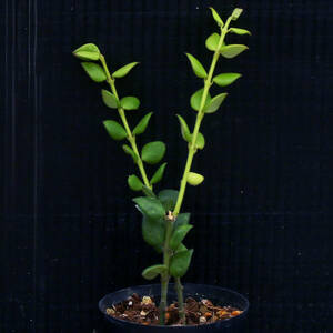 【温室整理SALE】中国産原種ホヤsp. Hoya chinghungensis？ 珍品 ∂∂∂