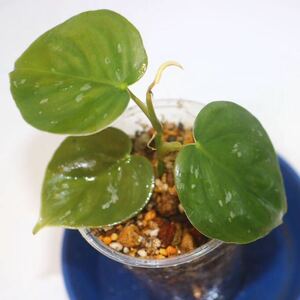 5/5落札　出品番号10番 フィロデンドロン sp. エクアドル産 Philodendron sp.Ecuador/