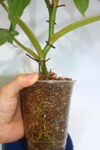 5/5落札　出品番号6番 フィロデンドロン ドメスティカム 元斑入り Philodendron Domesticum、大株_画像4