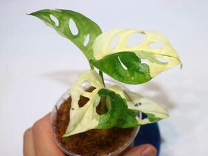 4/7落札　出品番号3番 マドカズラ　モンステラ アダンソニー 斑入り Monstera adansonii variegated