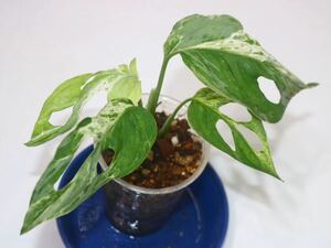 5/5落札　出品番号20番 モンステラ アダンモンステラ アダンソニー　ミント Monstera adansonii Mint