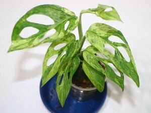 5/5落札　出品番号24番 モンステラ アダンモンステラ アダンソニー　ミント Monstera adansonii Mint、大株