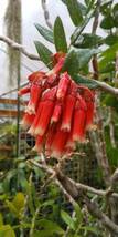 Macleania insignis　挿木苗_画像4