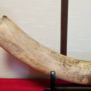 重量約13kg 牙 一本物 一本牙 白材芯料 天然素材 象牙風 全長約96cm オブジェ （30-4）の画像4