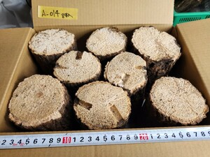 [. insect processing settled ] konara oak production egg tree 8 pcs insertion .( free shipping ) stag beetle breeding A-014