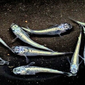 「takumiメダカ」 ネプチューン 5ペア （現物出品） ）検索用 フロマージュ ハイビスカス アロエ めだか ラメ サンシャインの画像4