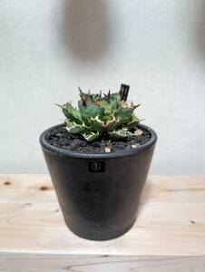 多肉植物 アガベ チタノタ 姫厳竜 鉢付き agave titanota BLACK PLASTIC POT①