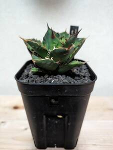 多肉植物 アガベ チタノタ FO-076 鉢付き agave titanota⑤