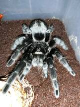 【♀確定】ブラジリアンブラック　Grammostola pulchra タランチュラ　LS12〜13cm程_画像1