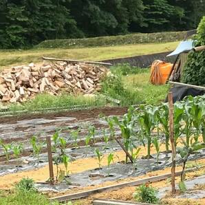  【ツキノワグマ】「天然ジビエ熊肉」 お得1520ｇ 青森県黒石地区の画像7