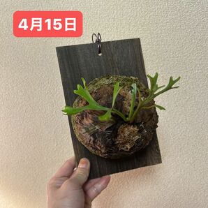 ビカクシダ　リドレイ　胞子培養株　