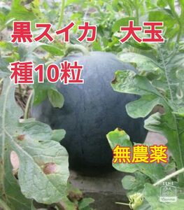 大玉黒すいかの種10粒