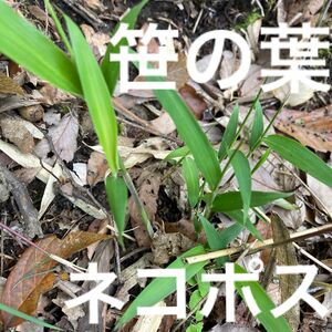 無農薬　兵庫県産　笹の葉　ネコポスいっぱい