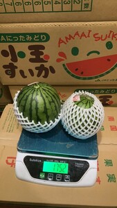 数量限定 薄皮すいか　小玉甘いスイカ　ひとりじ2玉入り 約1.7Kg~