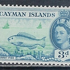 ケイマン諸島 1953年 #141(OH) 通常(3p) 魚(Parrot fish）の画像1