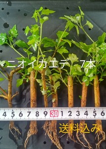 ニオイカエデ 7本(抜き苗) [カエデ 楓 匂い楓 盆栽]